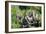 Hoatzins (Opisthocomus Hoazin) Perched In Tropical Rainforest, Tambopata Reserve, Peru-Konrad Wothe-Framed Photographic Print