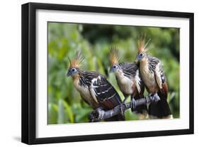 Hoatzins (Opisthocomus Hoazin) Perched In Tropical Rainforest, Tambopata Reserve, Peru-Konrad Wothe-Framed Photographic Print