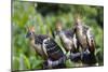 Hoatzins (Opisthocomus Hoazin) Perched In Tropical Rainforest, Tambopata Reserve, Peru-Konrad Wothe-Mounted Photographic Print