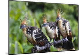 Hoatzins (Opisthocomus Hoazin) Perched In Tropical Rainforest, Tambopata Reserve, Peru-Konrad Wothe-Mounted Photographic Print