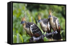 Hoatzins (Opisthocomus Hoazin) Perched In Tropical Rainforest, Tambopata Reserve, Peru-Konrad Wothe-Framed Stretched Canvas