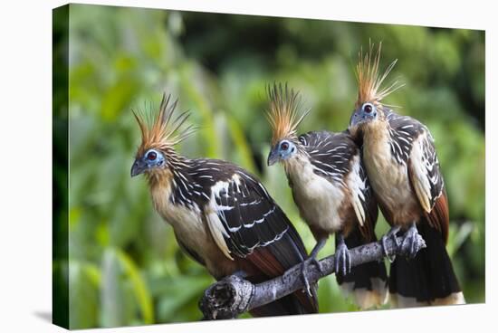 Hoatzins (Opisthocomus Hoazin) Perched In Tropical Rainforest, Tambopata Reserve, Peru-Konrad Wothe-Stretched Canvas