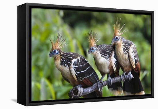 Hoatzins (Opisthocomus Hoazin) Perched In Tropical Rainforest, Tambopata Reserve, Peru-Konrad Wothe-Framed Stretched Canvas
