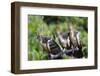 Hoatzins (Opisthocomus Hoazin) Perched In Tropical Rainforest, Tambopata Reserve, Peru-Konrad Wothe-Framed Photographic Print