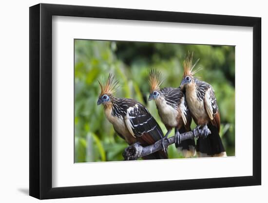 Hoatzins (Opisthocomus Hoazin) Perched In Tropical Rainforest, Tambopata Reserve, Peru-Konrad Wothe-Framed Photographic Print