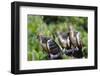 Hoatzins (Opisthocomus Hoazin) Perched In Tropical Rainforest, Tambopata Reserve, Peru-Konrad Wothe-Framed Photographic Print