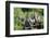 Hoatzins (Opisthocomus Hoazin) Perched In Tropical Rainforest, Tambopata Reserve, Peru-Konrad Wothe-Framed Photographic Print