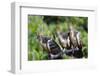 Hoatzins (Opisthocomus Hoazin) Perched In Tropical Rainforest, Tambopata Reserve, Peru-Konrad Wothe-Framed Photographic Print