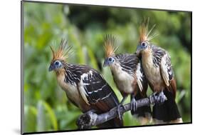 Hoatzins (Opisthocomus Hoazin) Perched In Tropical Rainforest, Tambopata Reserve, Peru-Konrad Wothe-Mounted Photographic Print