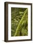 Hobart, Washington State, USA. Moss-covered tree with licorice ferns growing out of it.-Janet Horton-Framed Photographic Print