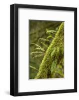 Hobart, Washington State, USA. Moss-covered tree with licorice ferns growing out of it.-Janet Horton-Framed Photographic Print