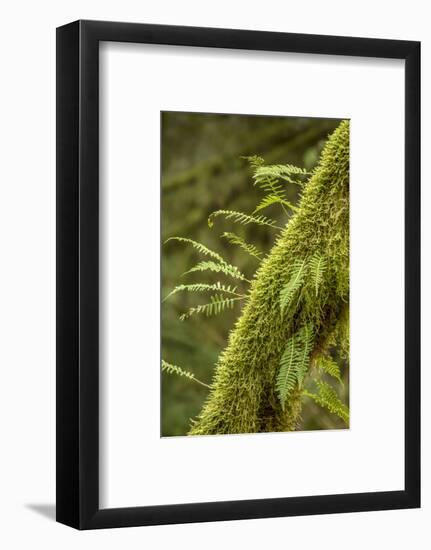 Hobart, Washington State, USA. Moss-covered tree with licorice ferns growing out of it.-Janet Horton-Framed Photographic Print