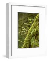 Hobart, Washington State, USA. Moss-covered tree with licorice ferns growing out of it.-Janet Horton-Framed Photographic Print