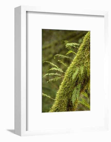 Hobart, Washington State, USA. Moss-covered tree with licorice ferns growing out of it.-Janet Horton-Framed Photographic Print