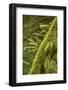 Hobart, Washington State, USA. Moss-covered tree with licorice ferns growing out of it.-Janet Horton-Framed Photographic Print