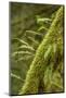 Hobart, Washington State, USA. Moss-covered tree with licorice ferns growing out of it.-Janet Horton-Mounted Photographic Print