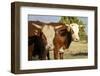 Hobbs, New Mexico, USA. Cattle drive-Julien McRoberts-Framed Photographic Print