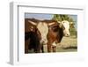 Hobbs, New Mexico, USA. Cattle drive-Julien McRoberts-Framed Photographic Print