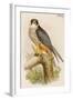 Hobby-John Gould-Framed Art Print