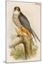 Hobby-John Gould-Mounted Art Print