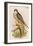 Hobby-John Gould-Framed Art Print