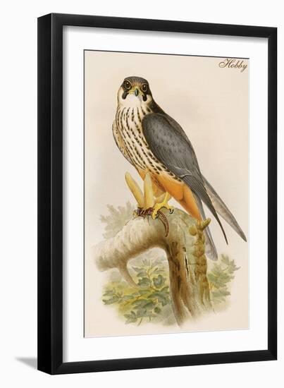 Hobby-John Gould-Framed Art Print