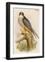 Hobby-John Gould-Framed Art Print