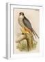 Hobby-John Gould-Framed Art Print