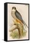 Hobby-John Gould-Framed Stretched Canvas