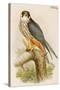 Hobby-John Gould-Stretched Canvas