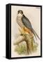 Hobby-John Gould-Framed Stretched Canvas