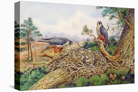 Hobbys at their Nest-Carl Donner-Stretched Canvas