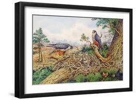 Hobbys at their Nest-Carl Donner-Framed Giclee Print