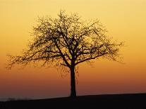 Bare Tree Silhouetted at Dawn, Dordogne, France, Europe-Hodson Jonathan-Photographic Print