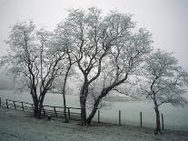 Frost on Trees on Farmland in Winter-Hodson Jonathan-Framed Photographic Print