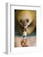 Hoffmann'S Two-Toed Sloth (Choloepus Hoffmanni) Orphaned Baby Bottle Feeding-Suzi Eszterhas-Framed Photographic Print