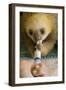 Hoffmann'S Two-Toed Sloth (Choloepus Hoffmanni) Orphaned Baby Bottle Feeding-Suzi Eszterhas-Framed Premium Photographic Print