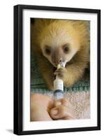 Hoffmann'S Two-Toed Sloth (Choloepus Hoffmanni) Orphaned Baby Bottle Feeding-Suzi Eszterhas-Framed Premium Photographic Print