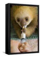 Hoffmann'S Two-Toed Sloth (Choloepus Hoffmanni) Orphaned Baby Bottle Feeding-Suzi Eszterhas-Framed Stretched Canvas