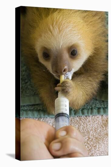 Hoffmann'S Two-Toed Sloth (Choloepus Hoffmanni) Orphaned Baby Bottle Feeding-Suzi Eszterhas-Stretched Canvas