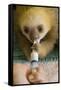 Hoffmann'S Two-Toed Sloth (Choloepus Hoffmanni) Orphaned Baby Bottle Feeding-Suzi Eszterhas-Framed Stretched Canvas