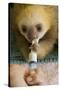 Hoffmann'S Two-Toed Sloth (Choloepus Hoffmanni) Orphaned Baby Bottle Feeding-Suzi Eszterhas-Stretched Canvas