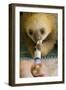 Hoffmann'S Two-Toed Sloth (Choloepus Hoffmanni) Orphaned Baby Bottle Feeding-Suzi Eszterhas-Framed Photographic Print