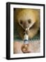 Hoffmann'S Two-Toed Sloth (Choloepus Hoffmanni) Orphaned Baby Bottle Feeding-Suzi Eszterhas-Framed Photographic Print