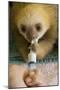 Hoffmann'S Two-Toed Sloth (Choloepus Hoffmanni) Orphaned Baby Bottle Feeding-Suzi Eszterhas-Mounted Photographic Print