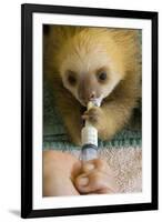 Hoffmann'S Two-Toed Sloth (Choloepus Hoffmanni) Orphaned Baby Bottle Feeding-Suzi Eszterhas-Framed Photographic Print