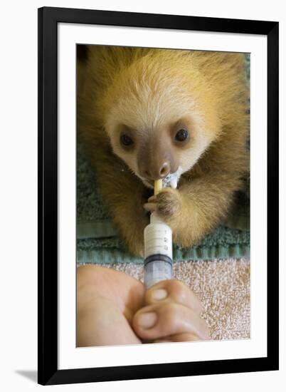 Hoffmann'S Two-Toed Sloth (Choloepus Hoffmanni) Orphaned Baby Bottle Feeding-Suzi Eszterhas-Framed Photographic Print