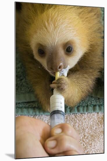 Hoffmann'S Two-Toed Sloth (Choloepus Hoffmanni) Orphaned Baby Bottle Feeding-Suzi Eszterhas-Mounted Photographic Print