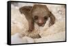 Hoffmann'S Two-Toed Sloth (Choloepus Hoffmanni) Orphaned Baby With Cuddly Toy-Suzi Eszterhas-Framed Stretched Canvas