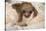 Hoffmann'S Two-Toed Sloth (Choloepus Hoffmanni) Orphaned Baby With Cuddly Toy-Suzi Eszterhas-Stretched Canvas